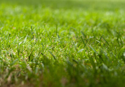 turf supplier